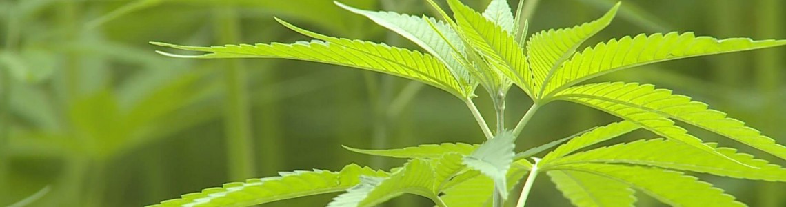 Hemp: The Misunderstood Plant That's Not a Drug