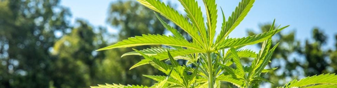 Top 10 facts about Hemp